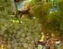 Выращивание винограда в Подмосковье: уход в открытом грунте, теплице, парнике весной и в другое время года