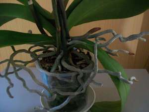 Как выращивать орхидеи в домашних условиях: рекомендации по уходу за растением