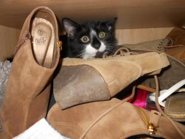 Как удалить запах кошачьей мочи из обуви