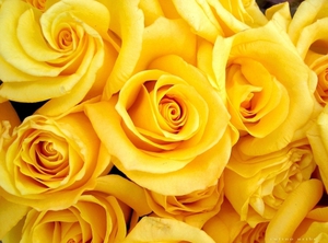 Желтый цвет: кому можно преподнести букет цветов, что он означает