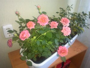Как пересадить розу после покупки в магазине: какие материалы нужны и как подготовить цветок