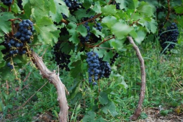 Виноград Фурор: описание сорта, фото, отзывы