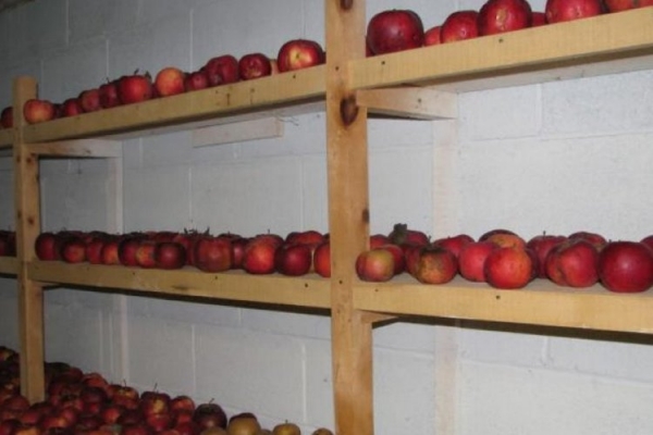 Способы хранения яблок дома на зиму
