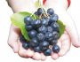 Черноплодная рябина — лечебные свойства и противопоказания, рецепты для здоровья