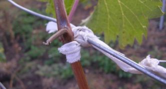 Как подвязать виноград весной: фото, способы сделать правильно, советы для начинающих