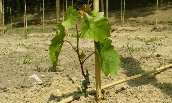 Как подвязать виноград весной: фото, способы сделать правильно, советы для начинающих