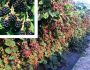 Бесшипная ежевика ‘Thornfree’ Rubus fruticosa