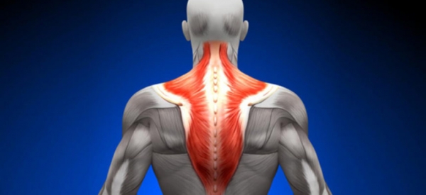 Трапециевидная мышца спины: где находится трапеция и за что отвечает