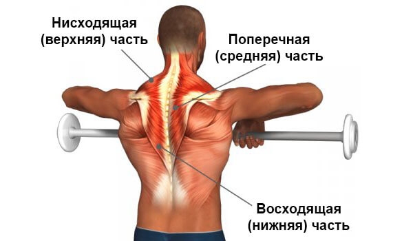 Трапециевидная мышца спины: где находится трапеция и за что отвечает