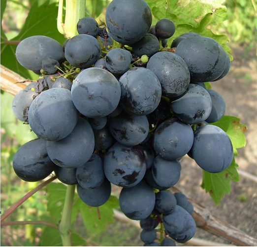 Виноград Галия: описание сорта, фото, отзывы