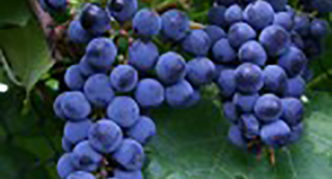 Виноград Галия: описание сорта, фото, отзывы