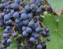 Виноград Фиолетовый ранний: описание сорта, фото, отзывы