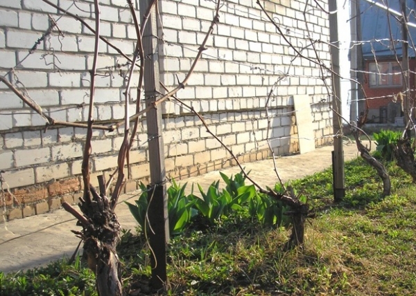 Виноград на даче: особенности выращивания своими руками