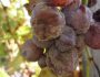 Обработка винограда от болезней и вредителей: когда лучше опрыскивать