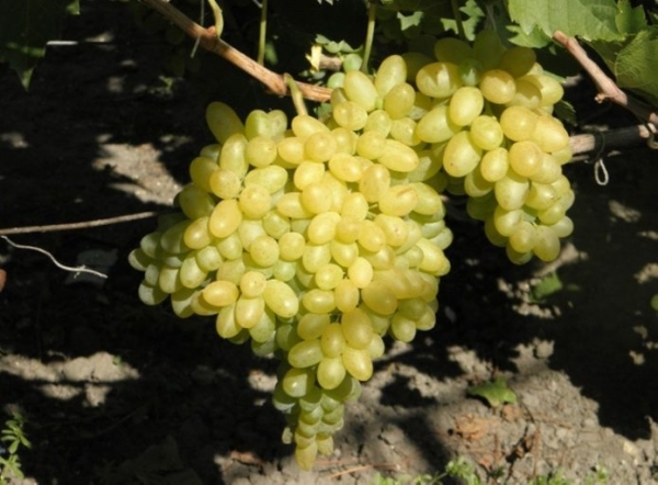 Виноград кишмиш Столетие: описание сорта, фото, отзывы