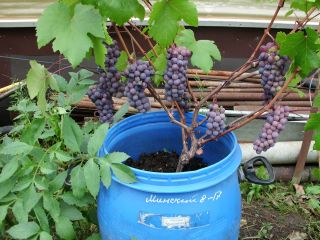 Виноград на даче: особенности выращивания своими руками