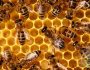 Лечебная настойка на спирту и водке из подмора пчелиного. От чего помогает настой из мертвых пчел?