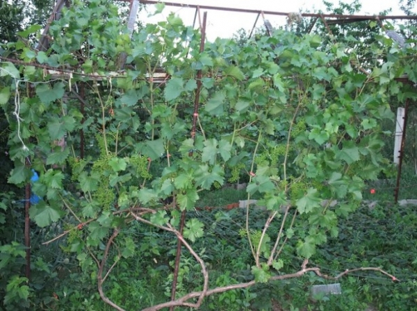 Выращивание винограда в Сибири: посадка и уход, советы для начинающих