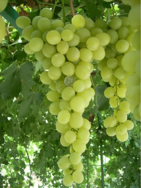 Виноград Сенсация: описание сорта, фото, отзывы