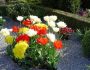 Какие цветы допустимо посадить на кладбище, чтобы они цвели все лето