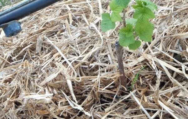 Посадка чёрной смородины: как правильно посадить весной и осенью, схема как сажать, видео
