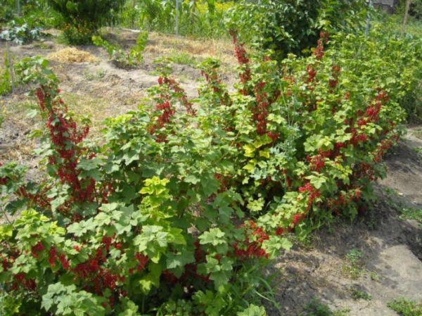 Посадка красной смородины весной и осенью: как сажать правильно