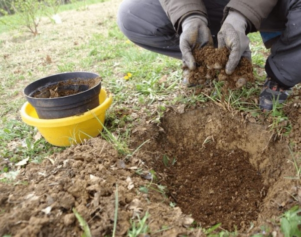 Посадка чёрной смородины: как правильно посадить весной и осенью, схема как сажать, видео