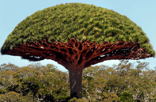 10 самых необычных растений в мире и их фото