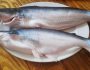 Рыба пангасиус: состав и полезные свойства, противопоказания к употреблению, правила выбора и хранения