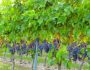 Подкормка винограда весной – минеральными удобрениями, органикой и другими веществами