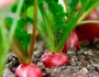 Как выращивать редис в открытом грунте