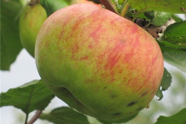 Описание сорта яблок Штрейфлинг