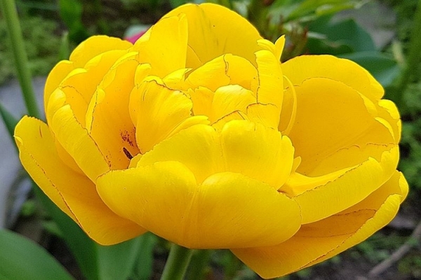 Популярные сорта тюльпанов для вашего сада