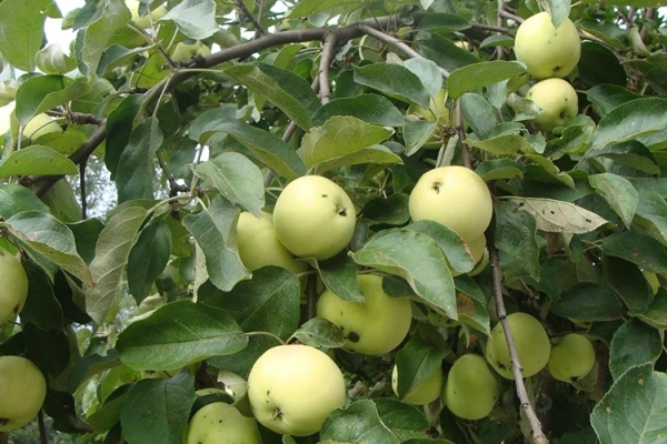 Описание сорта яблок Антоновка
