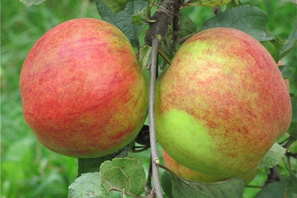 Описание сорта яблок Штрейфлинг