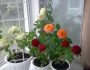 Как размножать розы черенками в домашних условиях: виды комнатных роз, способы размножения, болезни и уход