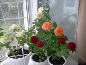 Как размножать розы черенками в домашних условиях: виды комнатных роз, способы размножения, болезни и уход