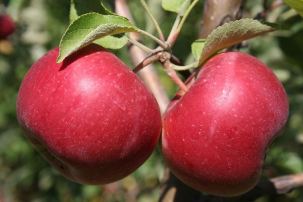 Описание сорта яблок Джонатан