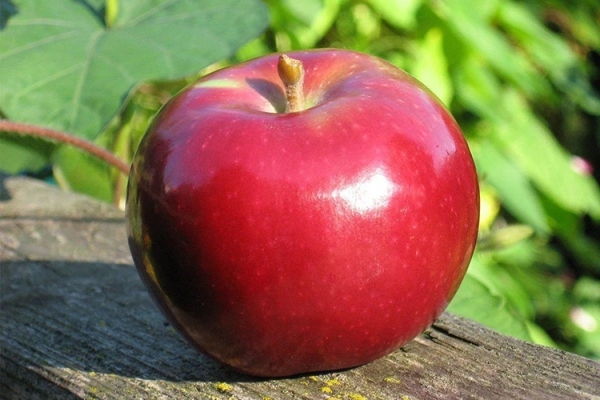 Описание сорта яблок Макинтош