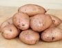 Описание сорта картофеля Жуковский