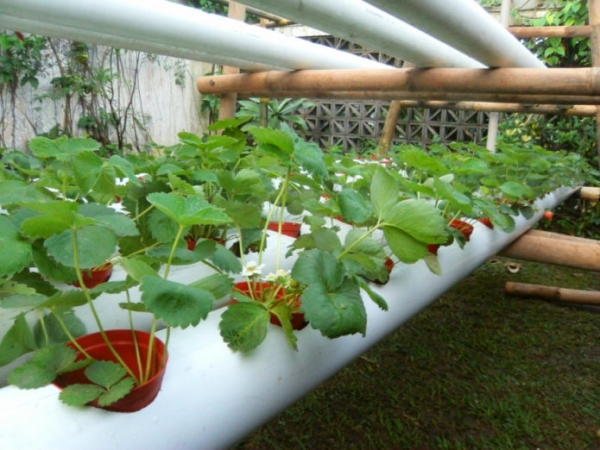 Как вырастить клубнику на балконе: выбор сорта для выращивания в домашних условиях