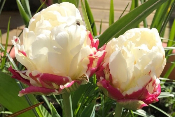 Популярные сорта тюльпанов для вашего сада