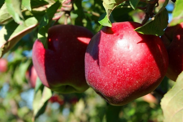 Описание сорта яблок Макинтош