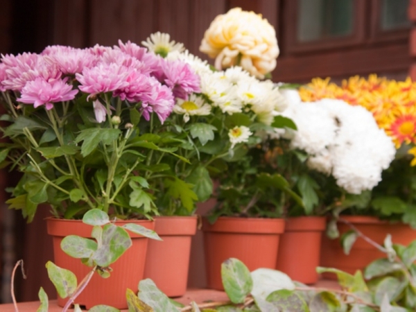 Комнатная хризантема: как ухаживать за ней в домашних условиях, выращивание и уход, фото