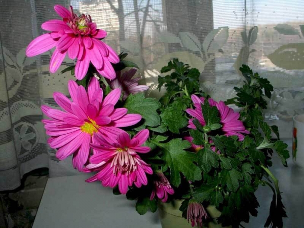 Комнатная хризантема: как ухаживать за ней в домашних условиях, выращивание и уход, фото