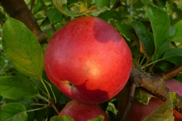 Описание сорта яблок Джонатан