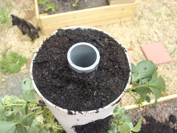 Как вырастить клубнику на балконе: выбор сорта для выращивания в домашних условиях
